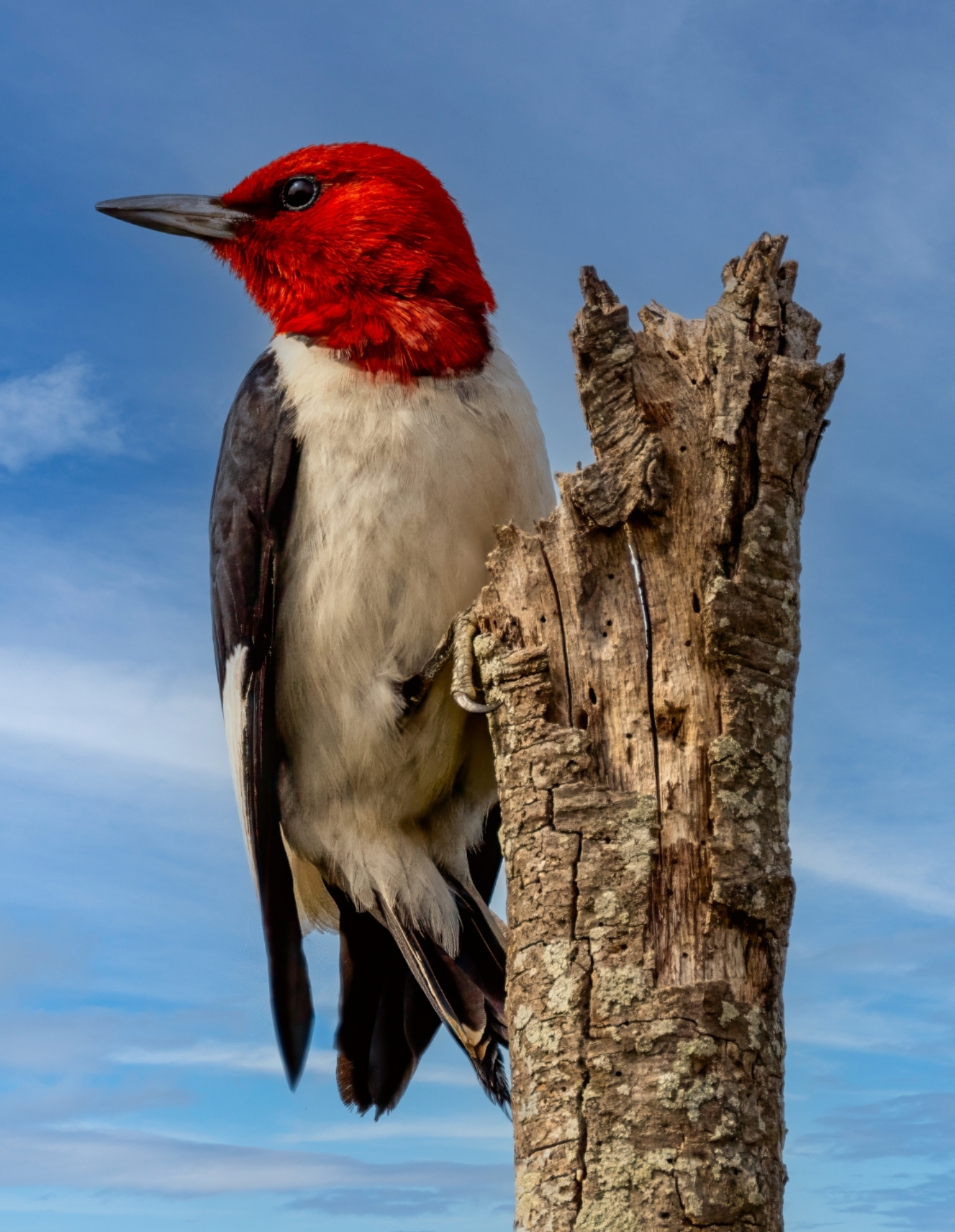 2nd PrizeOpen Color In Class 3 By Mark Cohen For Redhead With An Attitude OCT-2024.jpg